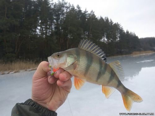 http://fishing-club.at.ua/_fr/22/s2307950.jpg